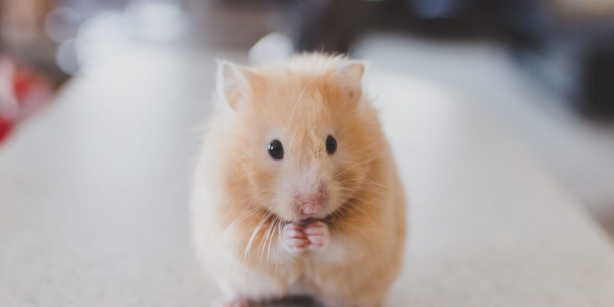 Sehr süßer, kleiner Hamster