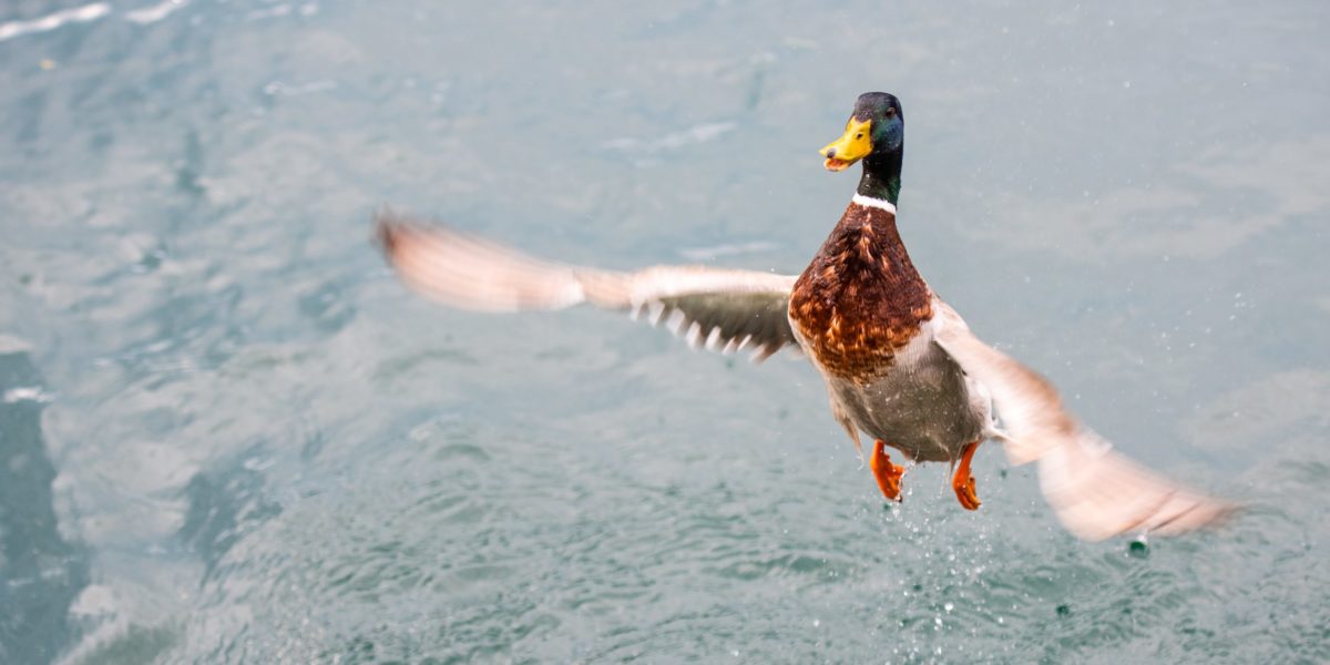 Ente fliegt von der Wasseroberfläche auf