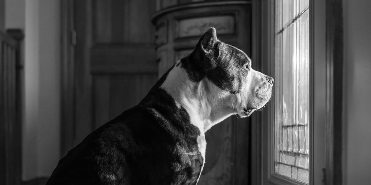 Großer Hund sitzt vor Zimmertür